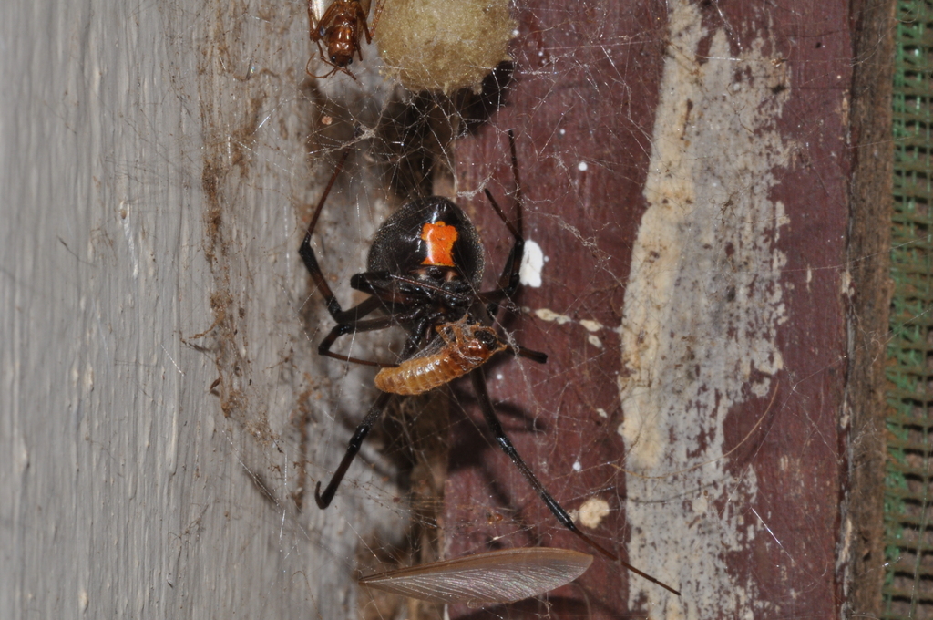 Latrodectus obscurior
