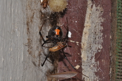 Latrodectus obscurior