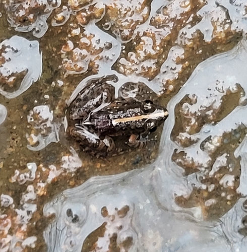 Common Paddy Field Frog