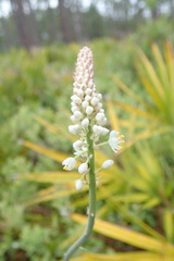 Stenanthium densum image