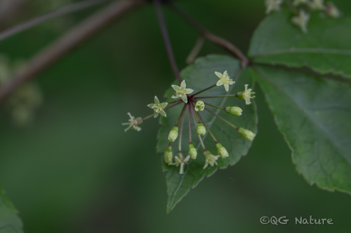 Eleutherococcus trifoliatus, photograph 6