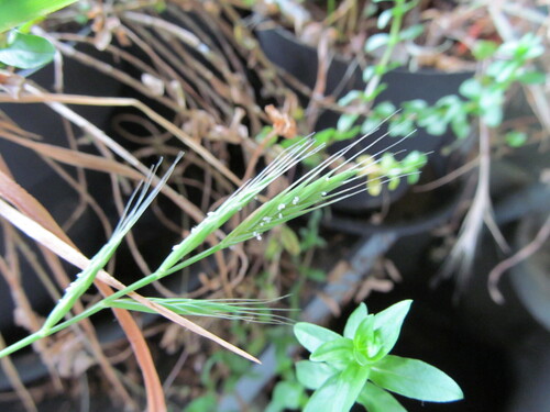 Brachypodium distachyon, photograph 5