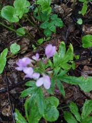 Cardamine quinquefolia, photograph (c) Tatyana Davidova, some rights reserved (CC BY)