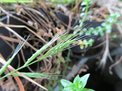 Brachypodium distachyon, photograph (c) zebedeugalinha, some rights reserved (CC BY)