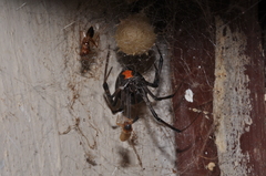 Latrodectus obscurior