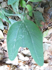 Passiflora jorullensis