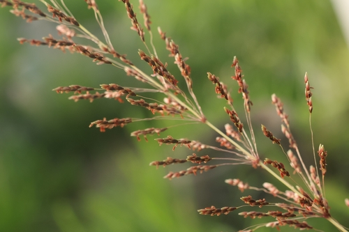 Sorghum nitidum iNat (1)