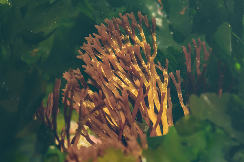 Trematocarpus, 2025-12-19