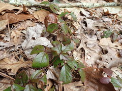 Rubus hispidus hispidus