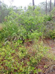 Piptochaetium avenacioides