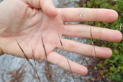 Piptochaetium avenacioides