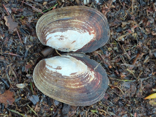 Lampsilis radiata