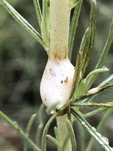 iNaturalist observation photo of Spittlebugs and Froghoppers