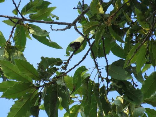 Quercus uxoris