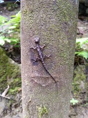 Draco beccarii