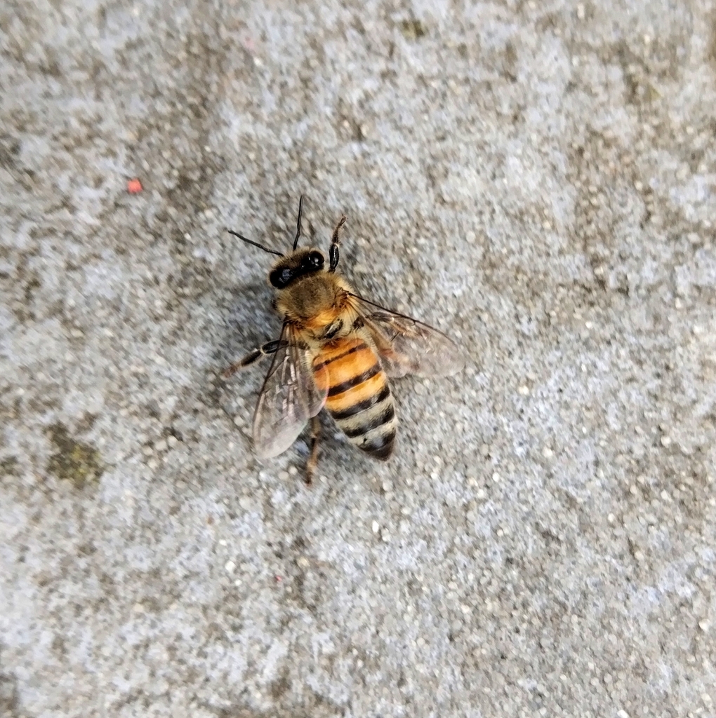 Western Honey Bee from 48V4+8V7, Quillabamba 08741, Perú on May 11 ...