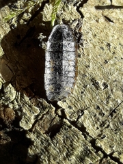 Lamprohiza splendidula