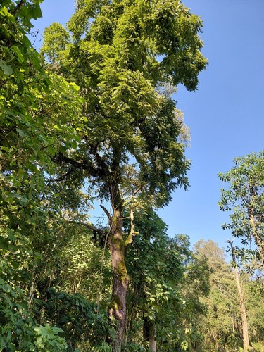 Juglans neotropica