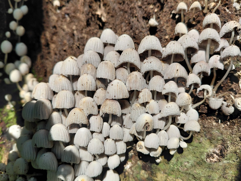 Coprinellus disseminatus · May 2026 · photo: © germansarmientocruz (iNaturalist, cc-by)