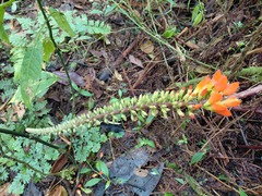 Erythrina edulis