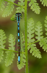 Coenagrion resolutum