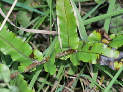 Blechnum triangularifolium