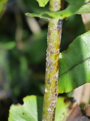 Blechnum triangularifolium