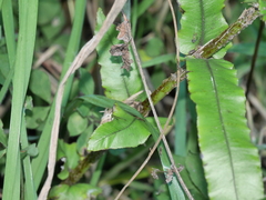 Blechnum triangularifolium