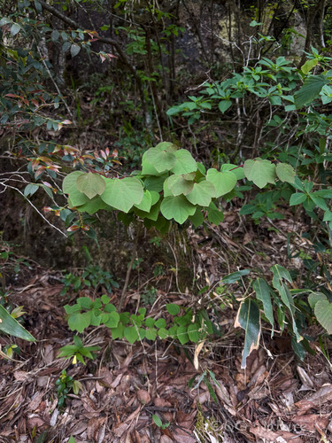 Lindera obtusiloba, photograph 3