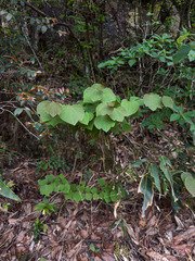 Lindera obtusiloba, photograph (c) Wang.QG, some rights reserved (CC BY)