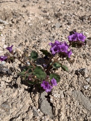 Phacelia pulchella