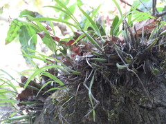 Prosthechea ochracea