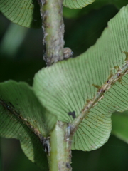 Blechnum triangularifolium