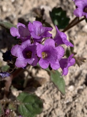 Phacelia pulchella