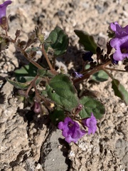 Phacelia pulchella