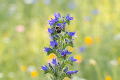 Bombus jonellus
