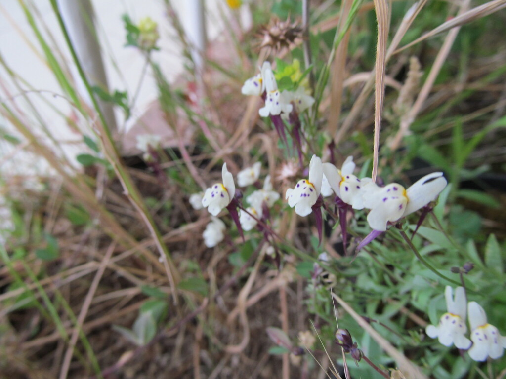 Linaria amethystea; photograph (c) zebedeugalinha, some rights reserved (CC BY)