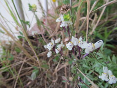Linaria amethystea