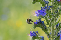 Bombus jonellus