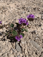 Phacelia pulchella