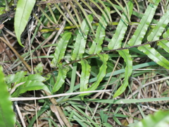 Blechnum triangularifolium