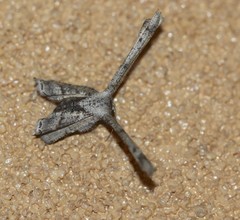 Phazaca interrupta