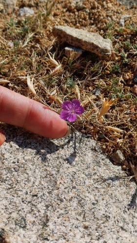 Dianthus nardiformis, photograph 4