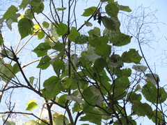 Heliocarpus