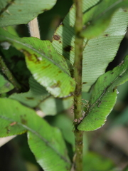 Blechnum triangularifolium