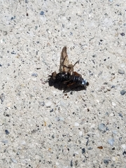 Diptera