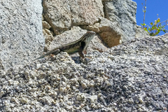 Sceloporus licki