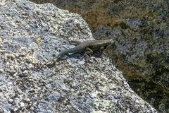 Sceloporus licki