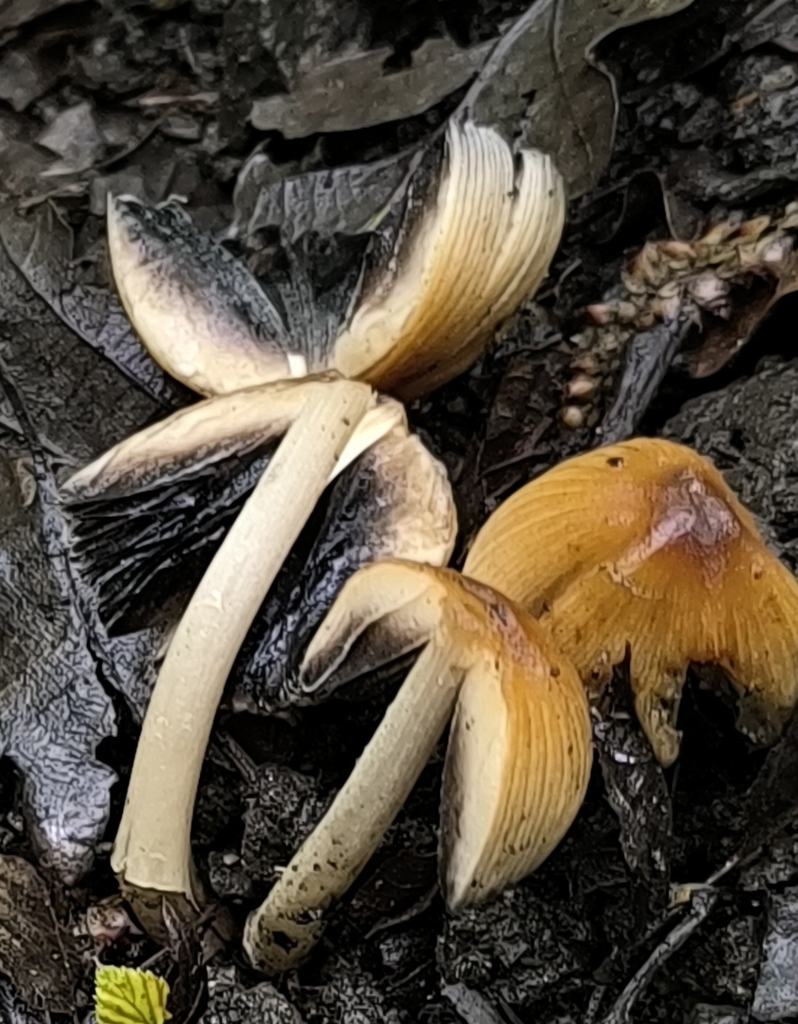 Coprinellus micaceus · May 2026 · photo: © meaglinumut (iNaturalist, cc-by)
