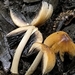 Pullu mürekkep mantarı (Coprinellus micaceus)